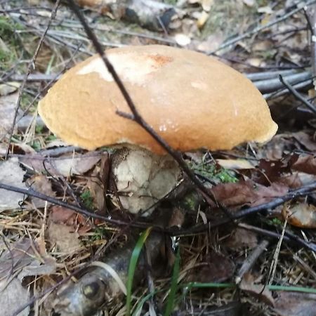 Apartman G4 Maty Frymburk Eksteriør billede